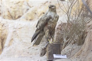 Image description is not available for 1983.88.1